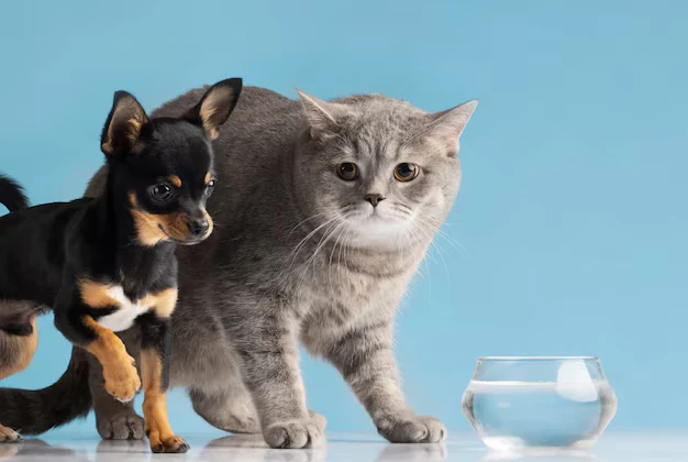 Gato e Cachorro bebendo água